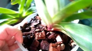 Орхидея Пафиопедилум. Что он любит и как добиться взаимной любви.