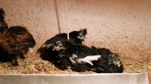 Авитаминоз у цыплят- в чём причина. Как вырастить осенние и зимние выводки без потерь. Часть 1.