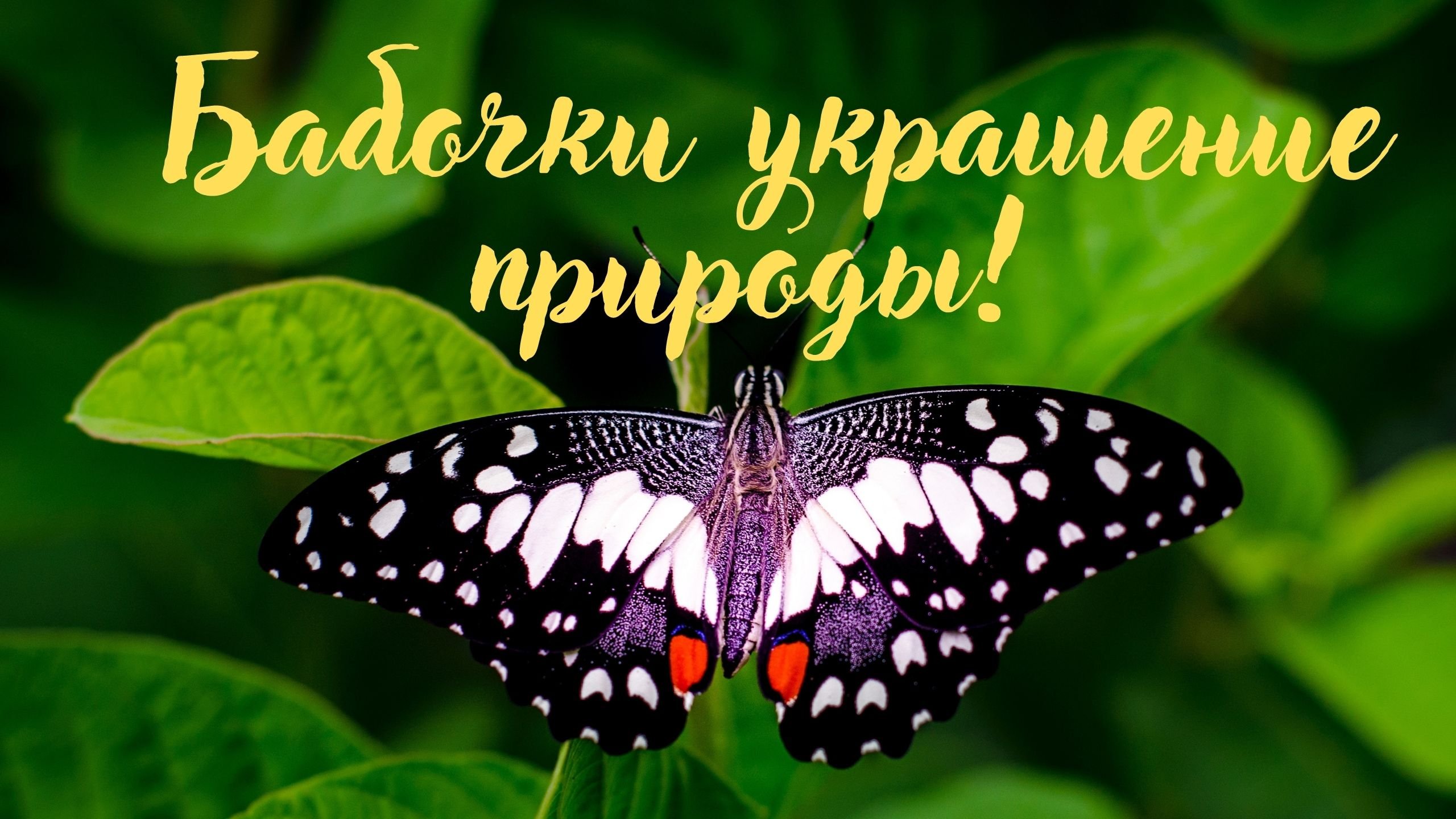 Бабочки украшение природы! Красивая музыка для души.