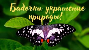 Бабочки украшение природы! Красивая музыка для души.