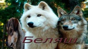 Беляш,рассказ о преданности волка к бывшему хозяину .