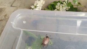 майские жуки