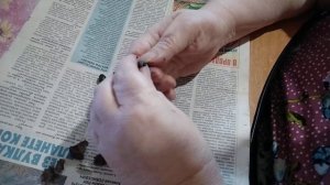 Лавр благородный из семян. Посев. 24.05.2020г.