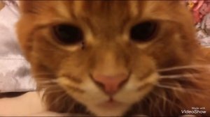 Какашка кот ?