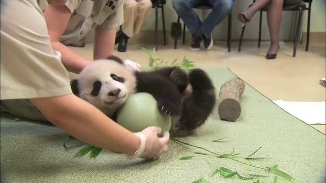 Малышь панды и его любимая игрушка мячь смотреть онлайн