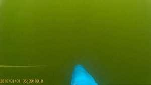 Подводная охота на Толстолобика и Амура Балаково