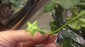 Комнатные цветы/растения. Церопегия Сандерсона. Церопегия Вуда. Цветение 2018.