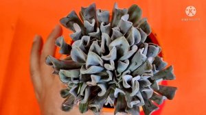 HOW TO GROW & CARE AWARD WINNING SUCCULENT TOPSY TURVY/MEXICAN HENS & CHICKS/ECHEVERIA RUNYONII