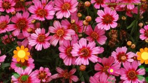 Кореопсис розовый Гарнет. Краткий обзор, описание характеристик coreopsis rosea Garnet
