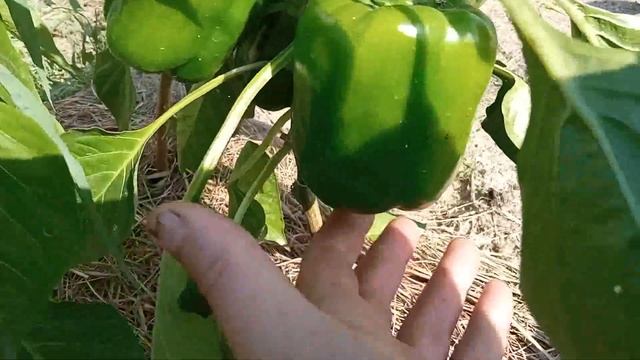 Болеют перцы, что делать  Вершинная гниль