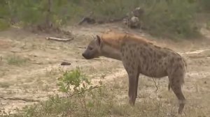 Тигр рискует жизнью, чтобы украсть добычу у гиены, а орел в обмен на гигантского питона.