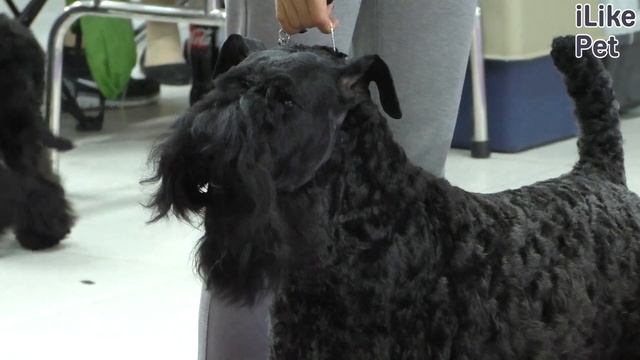 5 особенностей ухода за керри-блю-терьером смотреть онлайн