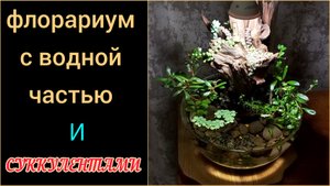 Тропический флорариум с водной частью и суккулентами