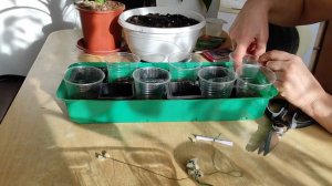 Посев перцев в торфяные таблетки.