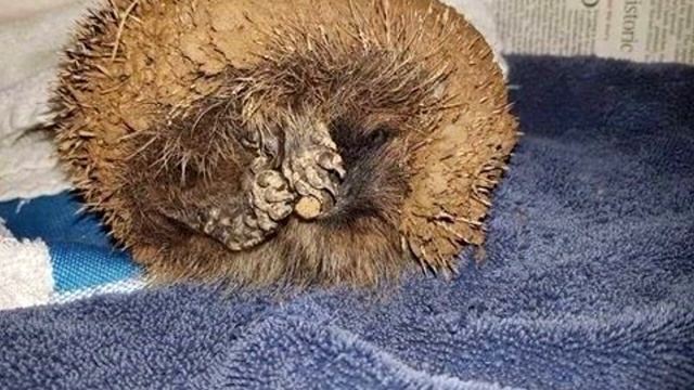 Бесформенный комок грязи, лежавший на обочине, вдруг недовольно чихнул. Люди были в шоке! смотреть онлайн