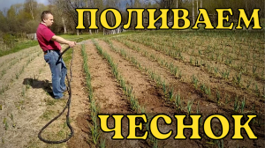 Поливаем чеснок