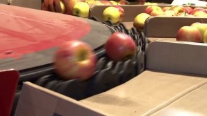 Сортировочная линия для фруктов и овощей