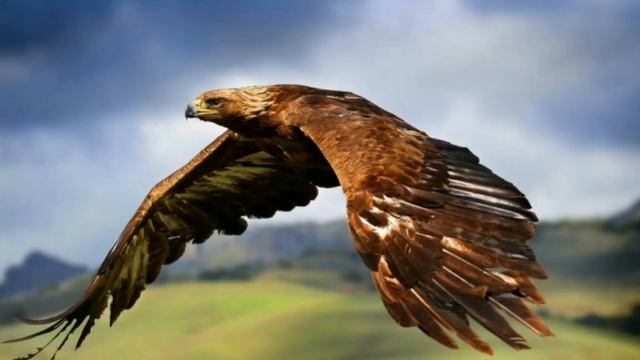 "Не снятся орлу журавлиные стаи" текст: А. Єфіменко. солист: С.Ащеулов смотреть онлайн