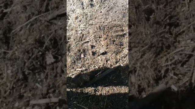 Как сеять на грядку хольцера.