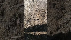 Как сеять на грядку хольцера.