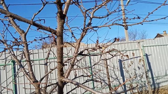 Семь лет формировки этой черешни смотреть онлайн