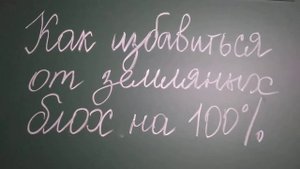 Как избавиться от земляных блох на 100 процентов. 27 июля 2021 г.