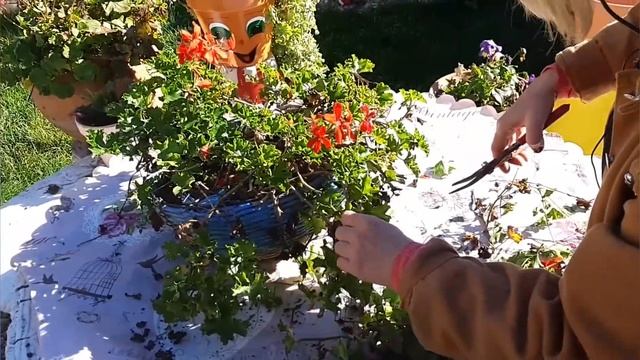 La poda del pelargonium peltatum ? y su reproducción por esqueje ? смотреть онлайн