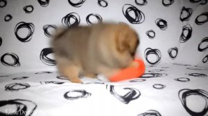 Померанский шпиц рыже-соболиного окраса, мини мальчик