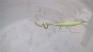 Как плавает богомол. Умеет ли плавать богомол