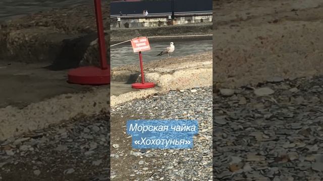 Морская чайка «Хохотунья»
