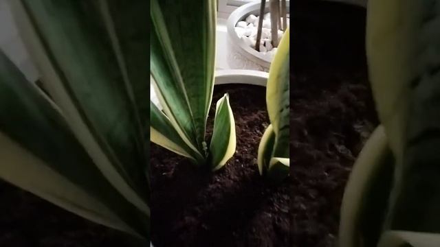 RE PLANTING SNAKEPLANT 🤗🥰 #nature  #flowers  #shortsvideo