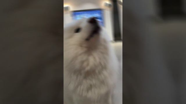 Meet the Floofiest Samoyed Ever!