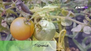 КАКИЕ СИДЕРАТЫ ПОСАДИТЬ - Лучшие Сидераты Для Огорода - Как и Когда Садить Сидераты