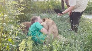 Не видео - сама НЕЖНОСТЬ! Маленькие львята заобнимали Олега Зубкова! Тайган