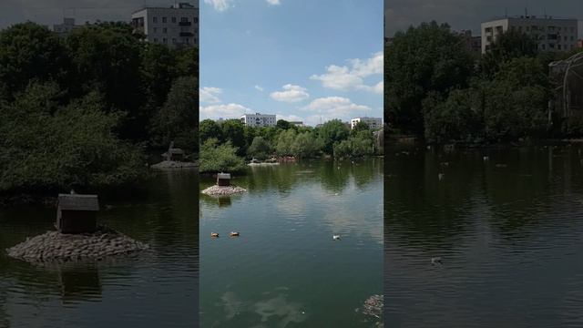 Московский зоопарк. Озеро для птиц. 2022