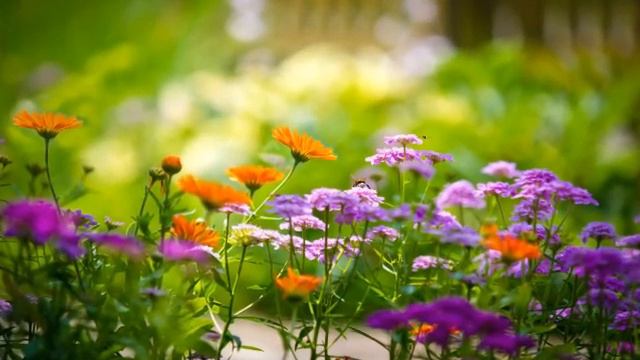 Цветы полевые смотреть онлайн