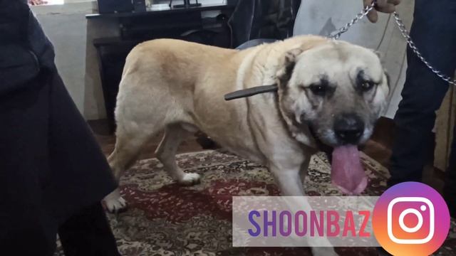 ХАН, 7 лет и 8 месяцев, Армянский Волкодав - ГАМПР / Armenian Wolfhound - Gampr. смотреть онлайн