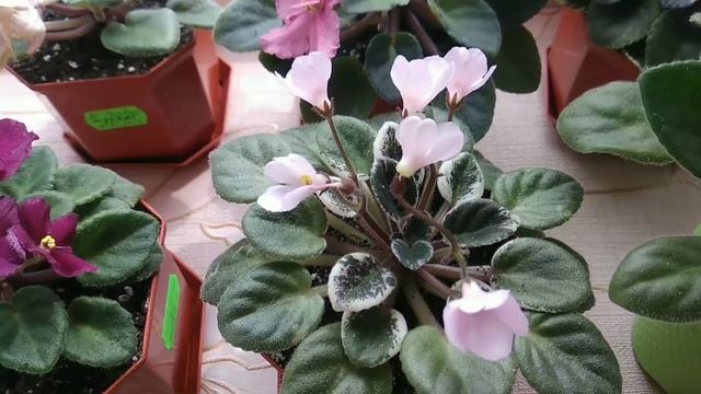 Квітнуть мої фіалки полуміні, міні! Мініфіалки Miniviolets