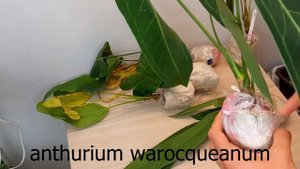 НОВИНКИ РАСТЕНИЙ \ ОБЗОР ПОСЫЛКИ \ СОСТОЯНИЕ РАСТЕНИЙ ИЗ АМЕРИКИ