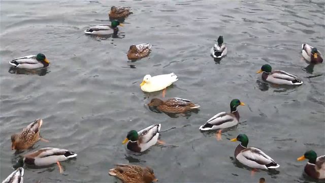 Битва за еду. Кормим уток зимой. Гатчинский парк. смотреть онлайн