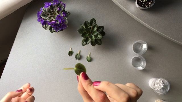 Размножение листом (черенком) миниатюрных фиалок смотреть онлайн