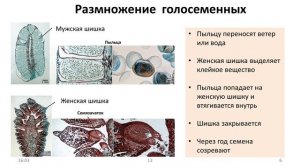 19. Голосеменные (6 класс) - биология, подготовка к ЕГЭ и ОГЭ 2022