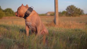 Американский Булли | кобель 1,5 года | RUSSIAN BULLS GOLDEN BOY