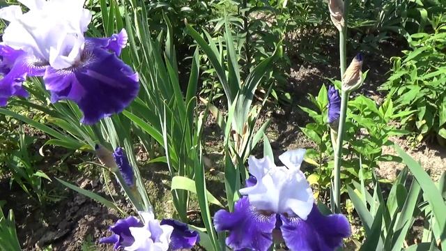 Дача. Ирисы. Изысканная красота. смотреть онлайн