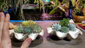 Mini Echeveria Garden! Clamshell Echeveria Planters!