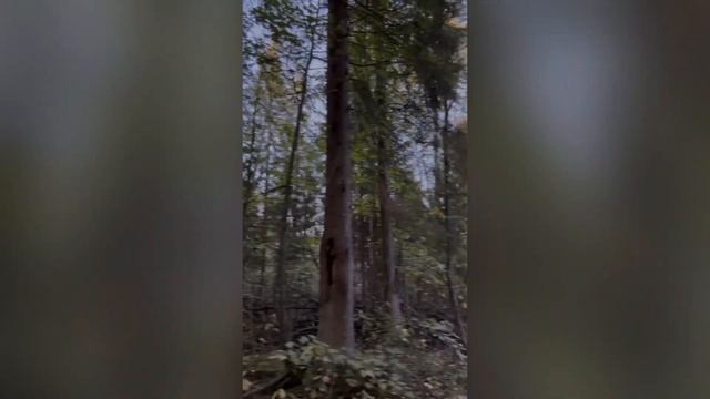 ОХОТА НА ЛОСЯ // Коллектив ТИСС смотреть онлайн