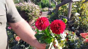 Вегетативные георгины , о них надо знать !