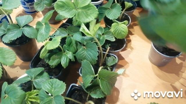 Получила ПОСЫЛКУ с рассадой от канала ДЕРЕВЕНСКОЕ АССОРТИ?? смотреть онлайн