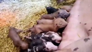 Опорос свиньи,свиноматки Веры. Сколько поросят привела?!?!?