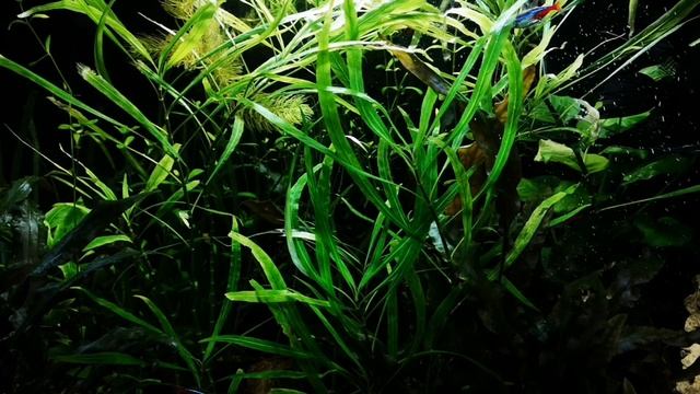 КАК РАССЧИТАТЬ КОЛИЧЕСТВО ОСВЕЩЕНИЯ ДЛЯ АКВАРИУМА !?